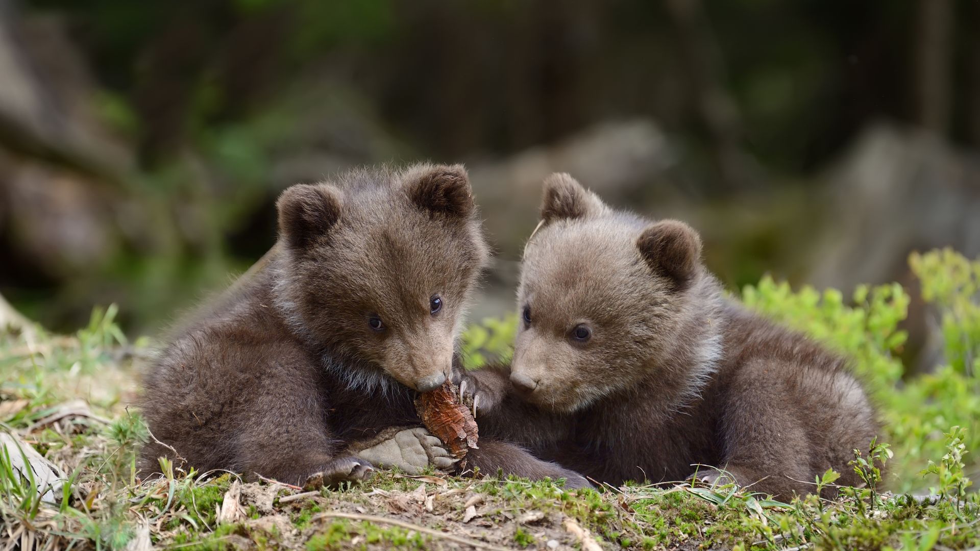 Orphan Bear Rescue Center